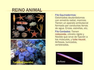  Filo Equinodermos: 
Celomados deuteróstomos 
con simetría radial, marinos. 
Tienen un aparato ambulacral 
formado por conductos llenos 
de agua. Erizos, estrellas, etc. 
 Filo Cordados: Tienen 
notocorda, cilindro rígido y 
flexible que sirve de fijación a 
los músculos, y tubo neural. 
Anfioxos, tunicados, 
vertebrados. 
Tunicado (ascidia) Anfioxo 
 
