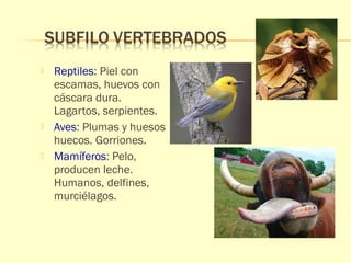  Reptiles: Piel con 
escamas, huevos con 
cáscara dura. 
Lagartos, serpientes. 
 Aves: Plumas y huesos 
huecos. Gorriones. 
 Mamíferos: Pelo, 
producen leche. 
Humanos, delfines, 
murciélagos. 
 