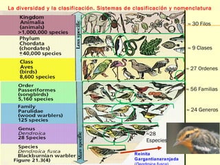 La diversidad y la clasificación. Sistemas de clasificación y nomenclatura 
Reinita 
Gargantianaranjada 
(Dendroica fusca) 
» 30 Filos 
» 9 Clases 
» 27 Ordenes 
» 56 Familias 
» 24 Generos 
»28 
Especies 
 