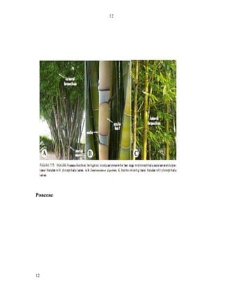 12




Poaceae




12
 