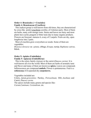 14




Order 4- Brassicales ( = Cruciales)
Family 4- Brassicaceae (Crucifera)
 This eudicot group is well known from old times, they are characterized
by cross-like petals (cruciform corolla), of 4 distinct parts. Most of them
are herbs, many with storage roots. Stems and leaves are hairy and most
plants have acrid, pungent or bitter taste due to many organic products.
Flowers are bisexual, stamens 6, ovary of 2 carpels. Fruits are dry, open
lengthwise into 2 parts.
 Most of crucifera grow everywhere as weeds. Some of them are
vegetables:
Brassica oleracia var. cpitata, cbbage; B.napa, turnip; Raphanus sativus,
Rdish.


Order 5- Apiales (Umbellales)
Family 5- Apiaceae (Umbeliferae)
 This is the celery family (Apium) or the carrot (Daucus carota). It is
well-known all over the world. Most of them are herbs of aromatic taste
and flavor and many of them are known as spices. Leaves are compound.
Inflorescences are compound umbels. Flower is pentamerous. Fruit is a
schizocarp of 2 separated dry carpomeres.

Vegetables included are:
Celery, Apium graveolens; Parsley, Petroselinum; Dill, Anethum; and
Carrot, Daucus carota.
The spices include many genera and species like:
Carum,Cuminum, Coriandrum, etc.




14
 