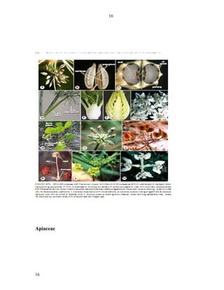 16




Apiaceae




16
 