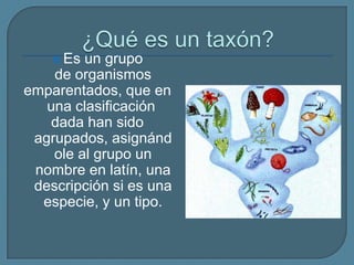  Es un grupo
de organismos
emparentados, que en
una clasificación
dada han sido
agrupados, asignánd
ole al grupo un
nombre en latín, una
descripción si es una
especie, y un tipo.
 