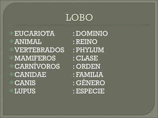EUCARIOTA : DOMINIO ANIMAL : REINO VERTEBRADOS : PHYLUM MAMIFEROS : CLASE CARNÍVOROS : ORDEN CANIDAE : FAMILIA CANIS  : GÉNERO LUPUS : ESPECIE 
