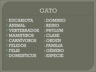 EUCARIOTA : DOMINIO ANIMAL : REINO VERTEBRADOS : PHYLUM MAMIFEROS : CLASE CARNÍVOROS : ORDEN FELIDOS : FAMILIA FELIS  : GÉNERO DOMESTICUS : ESPECIE 
