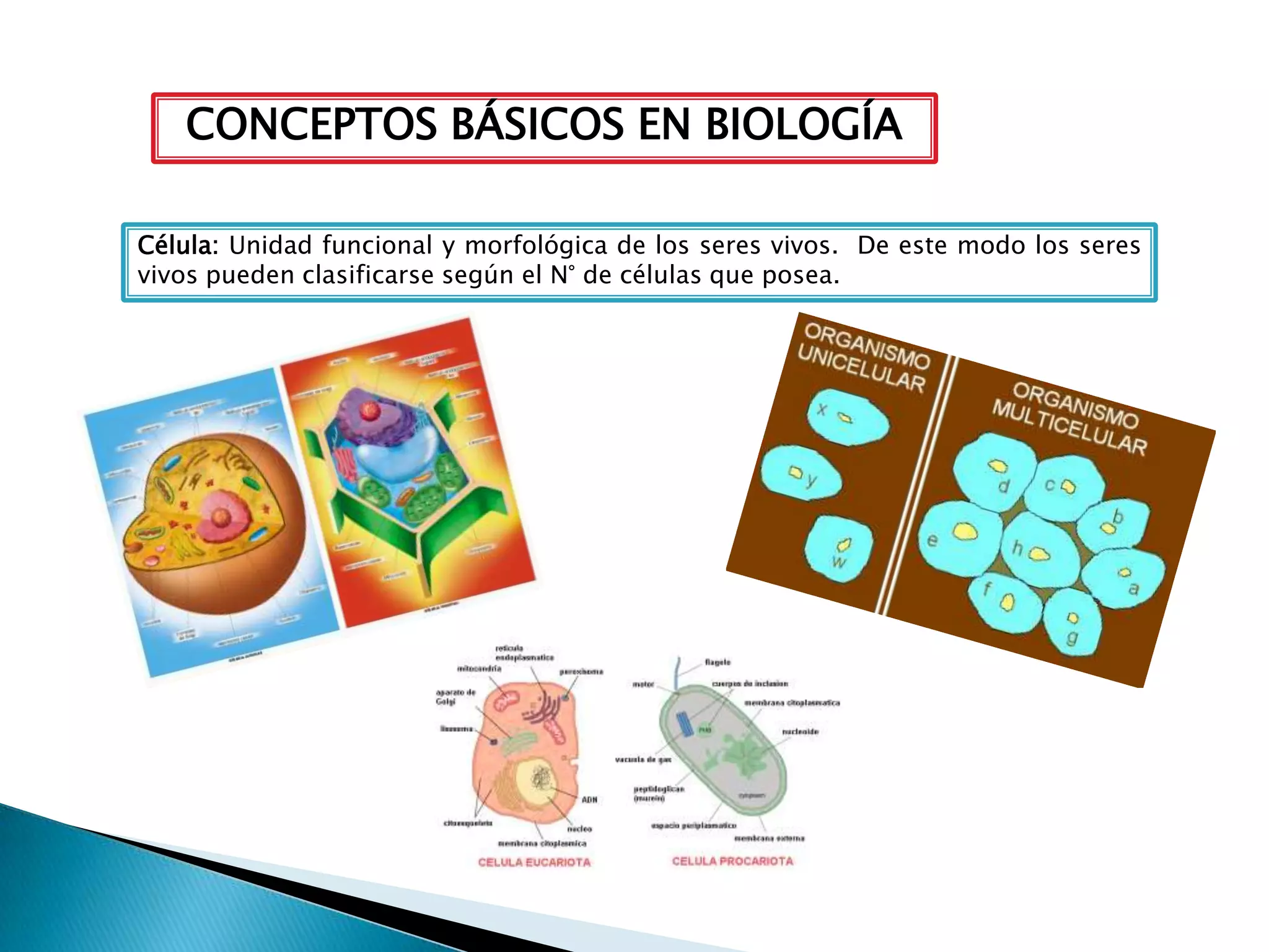 Evolución, taxonomía y reino mónera | PPTX
