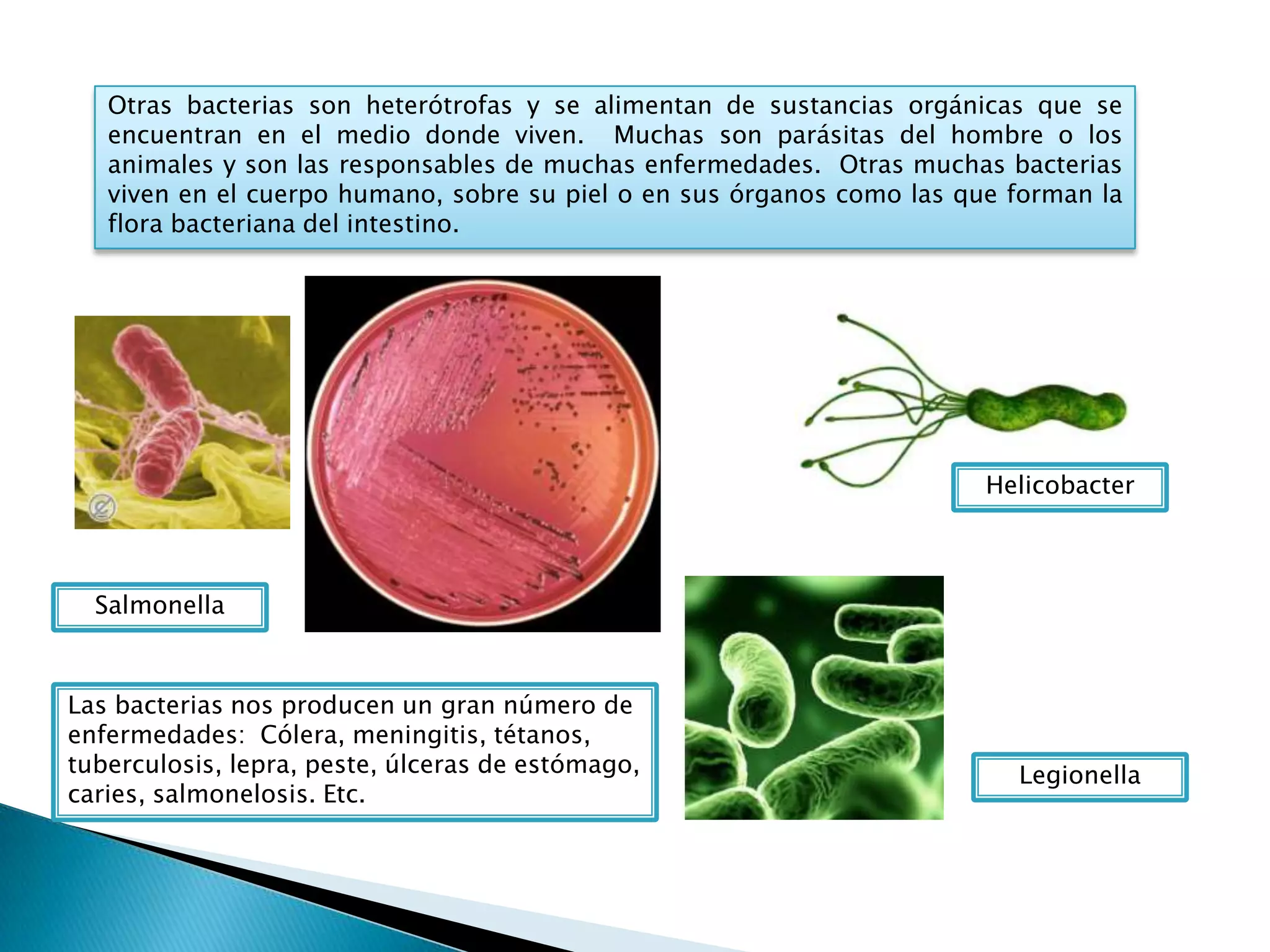 Evolución, taxonomía y reino mónera | PPTX