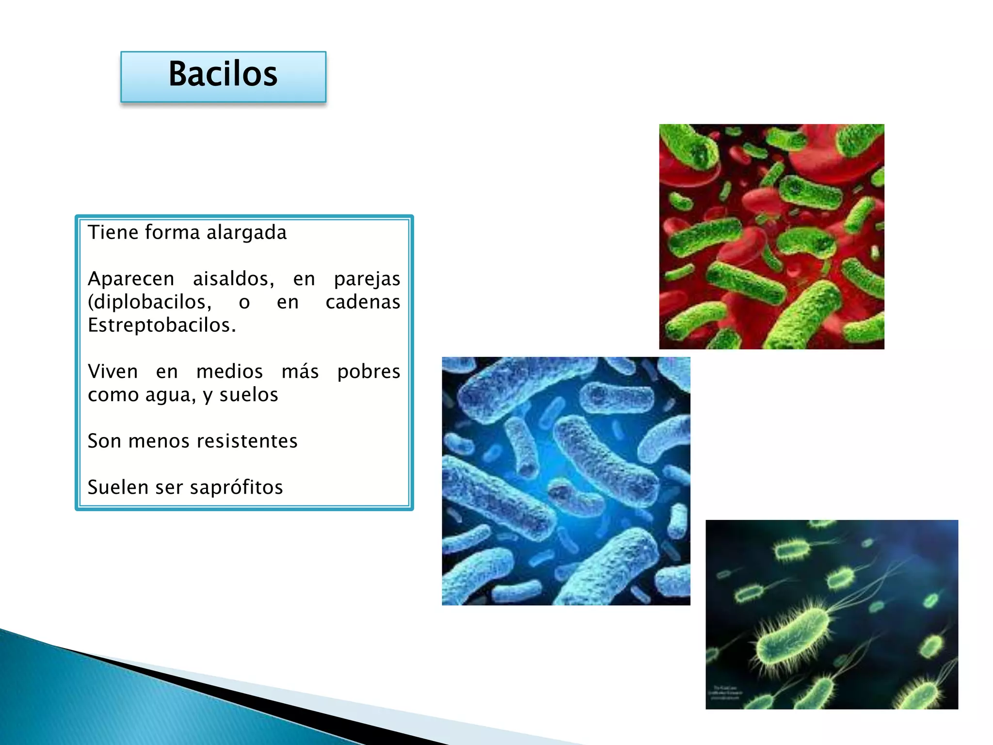Evolución, taxonomía y reino mónera | PPTX