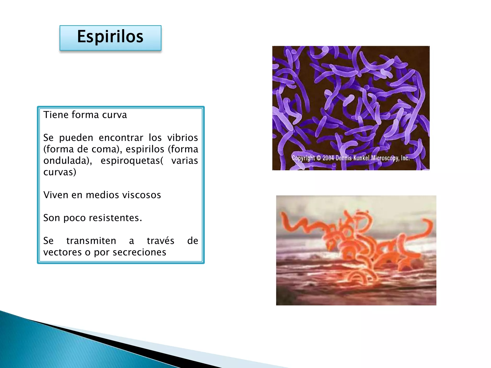 Evolución, taxonomía y reino mónera | PPTX