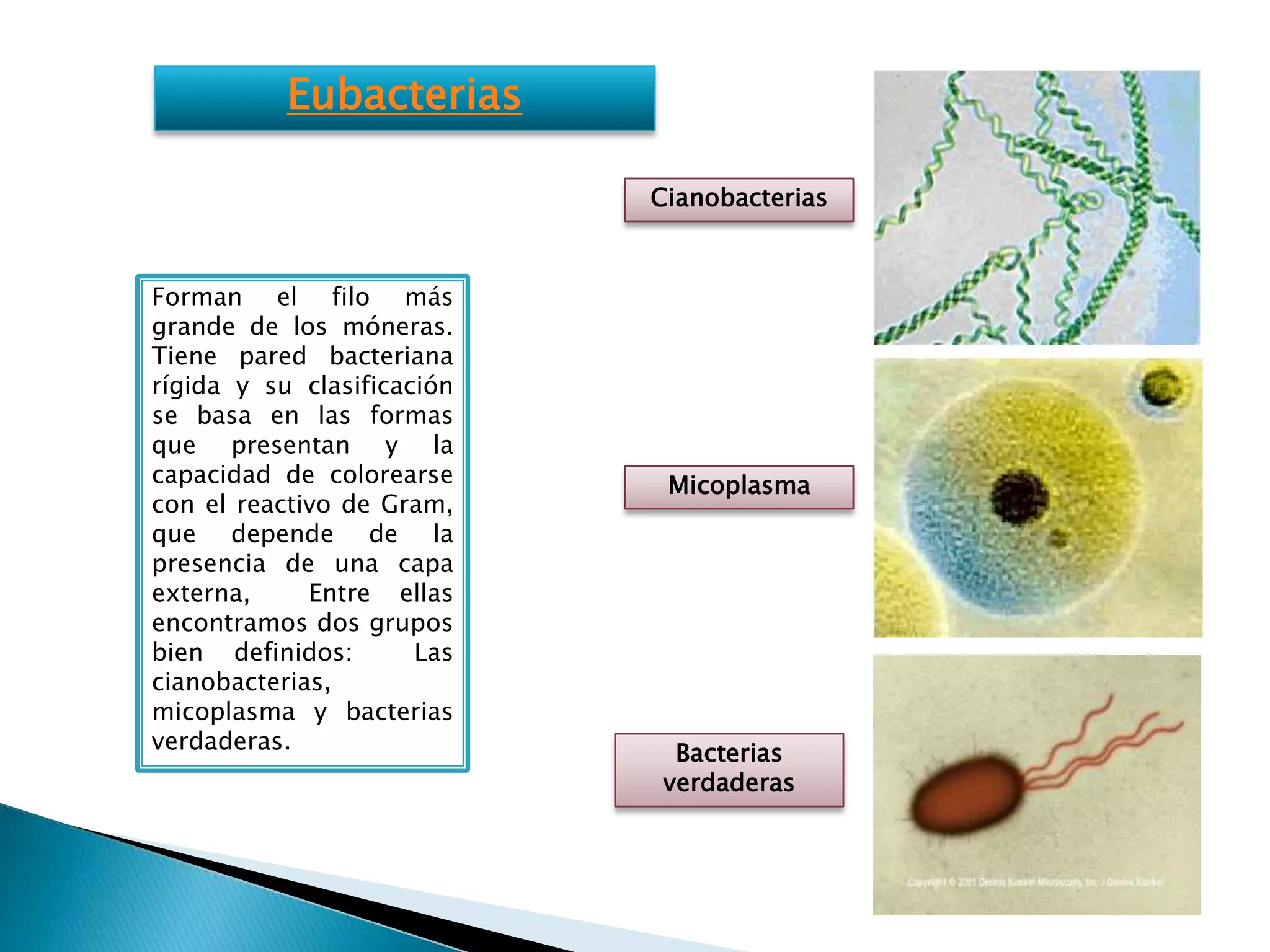Evolución, taxonomía y reino mónera | PPTX
