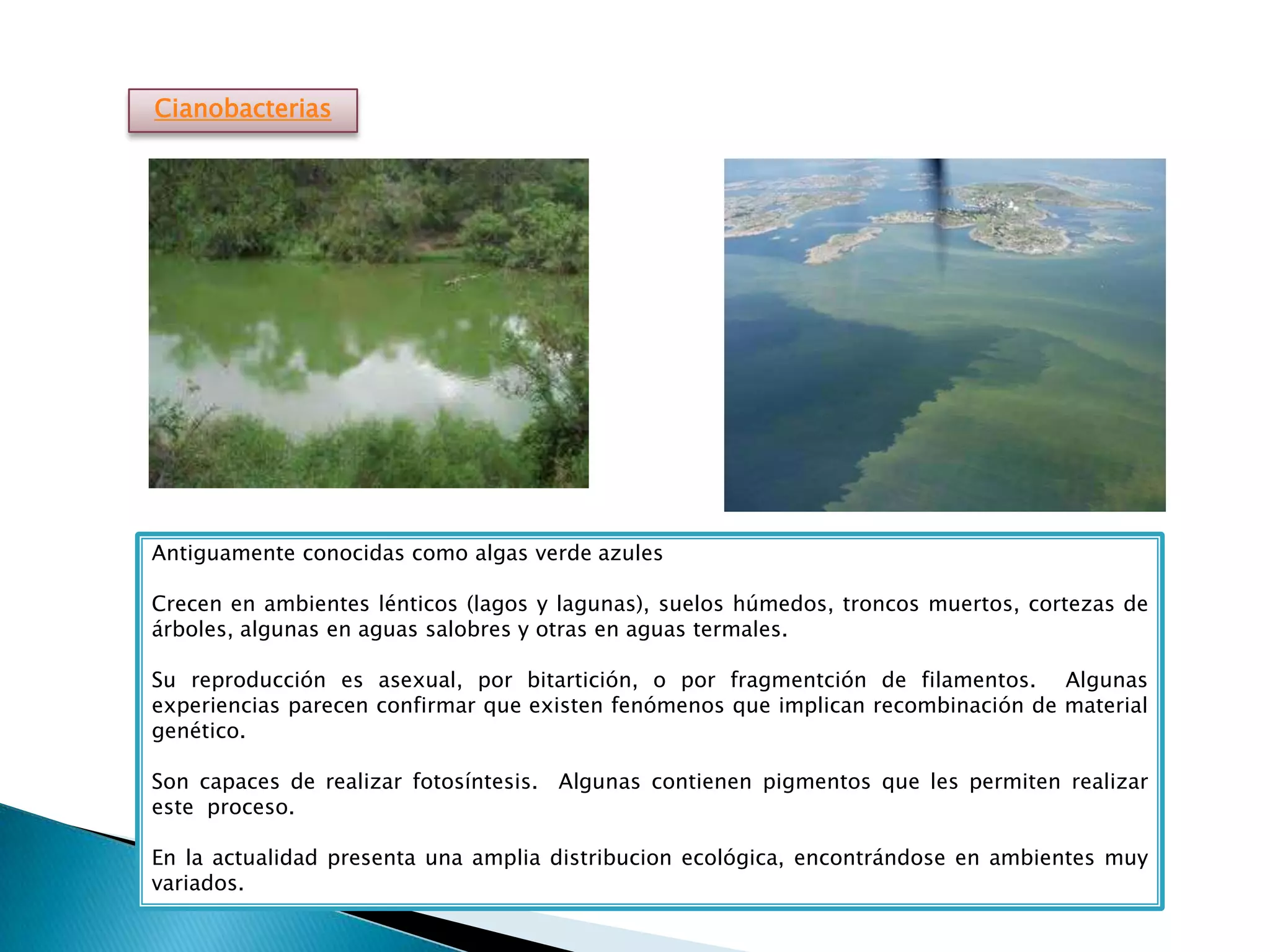 Evolución, taxonomía y reino mónera | PPTX