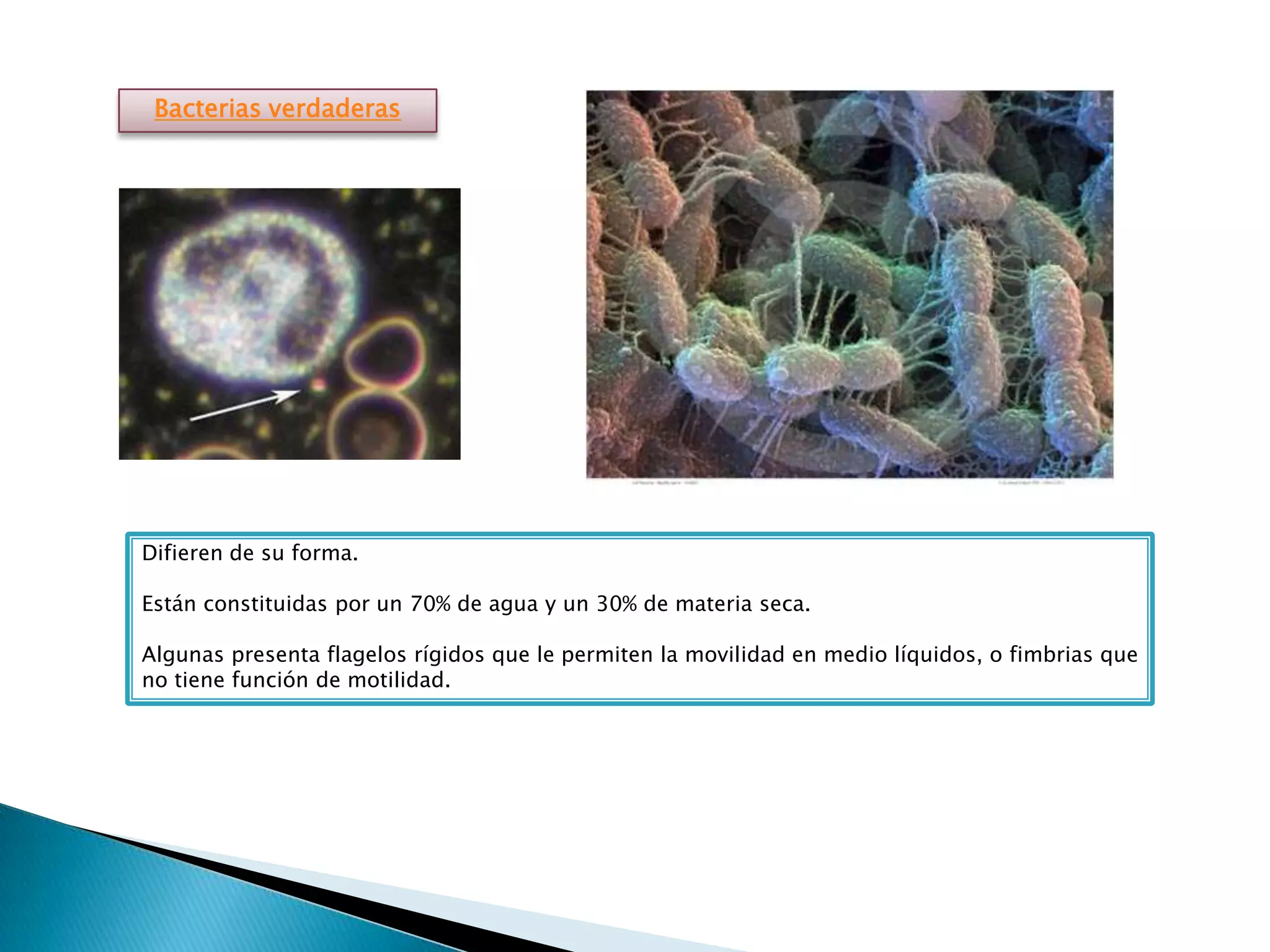 Evolución, taxonomía y reino mónera | PPTX
