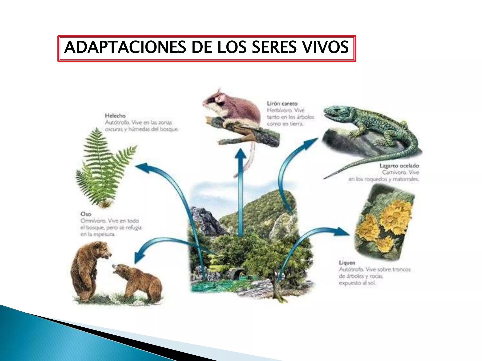 Evolución, taxonomía y reino mónera | PPTX