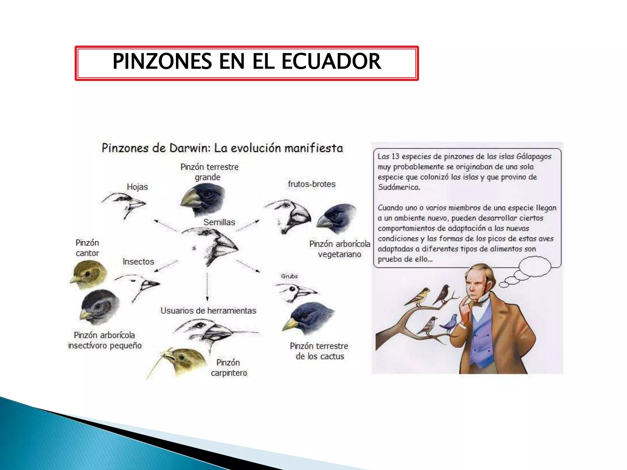 Evolución, taxonomía y reino mónera | PPTX