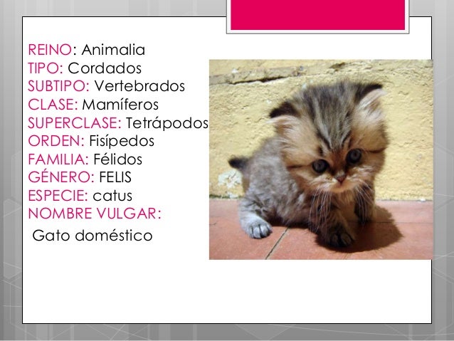 Taxonomía