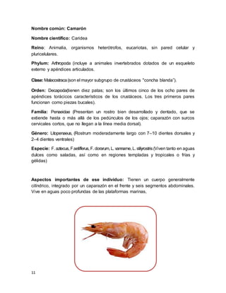 11
Nombre común: Camarón
Nombre científico: Caridea
Reino: Animalia, organismos heterótrofos, eucariotas, sin pared celular y
pluricelulares.
Phylum: Arthropoda (incluye a animales invertebrados dotados de un esqueleto
externo y apéndices articulados.
Clase: Malacostraca(son el mayor subgrupo de crustáceos "concha blanda”).
Orden: Decapoda(tienen diez patas; son los últimos cinco de los ocho pares de
apéndices torácicos característicos de los crustáceos. Los tres primeros pares
funcionan como piezas bucales).
Familia: Penaeidae (Presentan un rostro bien desarrollado y dentado, que se
extiende hasta o más allá de los pedúnculos de los ojos; caparazón con surcos
cervicales cortos, que no llegan a la línea media dorsal).
Género: Litopenaeus, (Rostrum moderadamente largo con 7–10 dientes dorsales y
2–4 dientes ventrales)
Especie: F. aztecus, F.setifferus, F. dorarum, L. vanname, L. stilyrostris (Viven tanto en aguas
dulces como saladas, así como en regiones templadas y tropicales o frías y
gélidas)
Aspectos importantes de ese individuo: Tienen un cuerpo generalmente
cilíndrico, integrado por un caparazón en el frente y seis segmentos abdominales.
Vive en aguas poco profundas de las plataformas marinas,
 