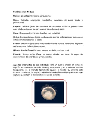 12
Nombre común: Medusa
Nombre científico: Chrysaora quinquecirrha
Reino: Animalia, organismos heterótrofos, eucariotas, sin pared celular y
pluricelulares.
Phylum: Cnidaria (viven exclusivamente en ambientes acuáticos, presencia de
unas células urticantes su plan corporal es en forma de saco.
Clase: Scyphozoa (con la fase de pólipo muy reducida).
Orden: Semaeostomeae (boca con banderas, por las prolongaciones que poseen
estos animales rodeando la boca).
Familia: Ulmaridae (El cuerpo transparente de esta especie tiene forma de platillo
por la campana de la región superior).
Género: Aurelia (Conocida como medusa sombrilla, medusa luna)
Especie: Aurelia aurita (Tiene un cuerpo circular, en forma de copa. Su
endodermo es de color blanco y transparente).
Aspectos importantes de ese individuo: Tiene un cuerpo circular, en forma de
copa.Su endodermo es de color blanco y transparente, y su ectodermo, también
transparente, es a menudo ligeramente azulado o rosado. Su umbrela está
rodeada por cientos de largos y delgados tentáculos filamentosos y urticantes, que
capturan y paralizan el zooplancton del que se alimenta.
 
