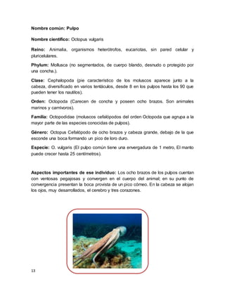 13
Nombre común: Pulpo
Nombre científico: Octopus vulgaris
Reino: Animalia, organismos heterótrofos, eucariotas, sin pared celular y
pluricelulares.
Phylum: Mollusca (no segmentados, de cuerpo blando, desnudo o protegido por
una concha.).
Clase: Cephalopoda (pie característico de los moluscos aparece junto a la
cabeza, diversificado en varios tentáculos, desde 8 en los pulpos hasta los 90 que
pueden tener los nautilos).
Orden: Octopoda (Carecen de concha y poseen ocho brazos. Son animales
marinos y carnívoros).
Familia: Octopodidae (moluscos cefalópodos del orden Octopoda que agrupa a la
mayor parte de las especies conocidas de pulpos).
Género: Octopus Cefalópodo de ocho brazos y cabeza grande, debajo de la que
esconde una boca formando un pico de loro duro.
Especie: O. vulgaris (El pulpo común tiene una envergadura de 1 metro, El manto
puede crecer hasta 25 centímetros).
Aspectos importantes de ese individuo: Los ocho brazos de los pulpos cuentan
con ventosas pegajosas y convergen en el cuerpo del animal; en su punto de
convergencia presentan la boca provista de un pico córneo. En la cabeza se alojan
los ojos, muy desarrollados, el cerebro y tres corazones.
 