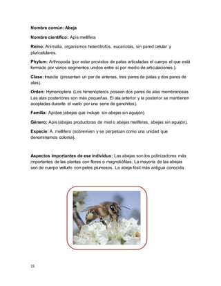 15
Nombre común: Abeja
Nombre científico: Apis mellifera
Reino: Animalia, organismos heterótrofos, eucariotas, sin pared celular y
pluricelulares.
Phylum: Arthropoda (por estar provistos de patas articuladas el cuerpo el que está
formado por varios segmentos unidos entre sí por medio de articulaciones.).
Clase: Insecta (presentan un par de antenas, tres pares de patas y dos pares de
alas).
Orden: Hymenoptera (Los himenópteros poseen dos pares de alas membranosas
Las alas posteriores son más pequeñas. El ala anterior y la posterior se mantienen
acopladas durante el vuelo por una serie de ganchitos).
Familia: Apidae (abejas que incluye sin abejas sin aguijón).
Género: Apis (abejas productoras de miel o abejas melíferas, abejas sin aguijón).
Especie: A. mellifera (sobreviven y se perpetúan como una unidad que
denominamos colonia).
Aspectos importantes de ese individuo: Las abejas son los polinizadores más
importantes de las plantas con flores o magnoliófitas. La mayoría de las abejas
son de cuerpo velludo con pelos plumosos. La abeja fósil más antigua conocida
 