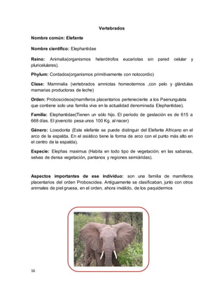 16
Vertebrados
Nombre común: Elefante
Nombre científico: Elephantidae
Reino: Animalia(organismos heterótrofos eucariotas sin pared celular y
pluricelulares).
Phylum: Cordados(organismos primitivamente con notocordio)
Clase: Mammalia (vertebrados amniotas homeotermos ,con pelo y glándulas
mamarias productoras de leche)
Orden: Proboscideos(mamíferos placentarios perteneciente a los Paenungulata
que contiene solo una familia viva en la actualidad denominada Elephantidae).
Familia: Elephantidae(Tienen un sólo hijo. El período de gestación es de 615 a
668 días. El jovencito pesa unos 100 Kg. al nacer)
Género: Loxodonta (Este elefante se puede distinguir del Elefante Africano en el
arco de la espalda. En el asiático tiene la forma de arco con el punto más alto en
el centro de la espalda).
Especie: Elephas maximus (Habita en todo tipo de vegetación; en las sabanas,
selvas de densa vegetación, pantanos y regiones semiáridas).
Aspectos importantes de ese individuo: son una familia de mamíferos
placentarios del orden Proboscidea. Antiguamente se clasificaban, junto con otros
animales de piel gruesa, en el orden, ahora inválido, de los paquidermos
 