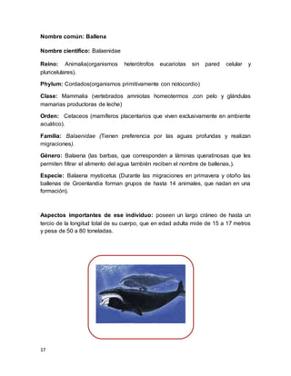 17
Nombre común: Ballena
Nombre científico: Balaenidae
Reino: Animalia(organismos heterótrofos eucariotas sin pared celular y
pluricelulares).
Phylum: Cordados(organismos primitivamente con notocordio)
Clase: Mammalia (vertebrados amniotas homeotermos ,con pelo y glándulas
mamarias productoras de leche)
Orden: Cetaceos (mamíferos placentarios que viven exclusivamente en ambiente
acuático).
Familia: Balaenidae (Tienen preferencia por las aguas profundas y realizan
migraciones).
Género: Balaena (las barbas, que corresponden a láminas queratinosas que les
permiten filtrar el alimento del agua también reciben el nombre de ballenas,).
Especie: Balaena mysticetus (Durante las migraciones en primavera y otoño las
ballenas de Groenlandia forman grupos de hasta 14 animales, que nadan en una
formación).
Aspectos importantes de ese individuo: poseen un largo cráneo de hasta un
tercio de la longitud total de su cuerpo, que en edad adulta mide de 15 a 17 metros
y pesa de 50 a 80 toneladas.
 
