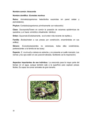 18
Nombre común: Anaconda
Nombre científico: Eunectes murinus
Reino: Animalia(organismos heterótrofos eucariotas sin pared celular y
pluricelulares).
Phylum: Cordados(organismos primitivamente con notocordio)
Clase: Sauropsida(Tienen en común la posesión de escamas epidérmicas de
queratina y un huevo amniótico virtualmente idéntico).
Orden: Squamata (Evolutivamente, es el orden más reciente de reptiles.).
Familia: Boidae(matan a sus presas por constricción, encerrándolas en sus
anillos).
Género: Eunectes(serpientes no venenosas, todas ellas constrictoras,
pertenecientes a la familia de las boas).
Especie: E. murinus(La cabeza es estrecha, y no presenta un cuello marcado. Las
narinas y los ojos están en una posición elevada, facilitando así la respiración).
Aspectos importantes de ese individuo: La anaconda pasa la mayor parte del
tiempo en el agua, aunque también sale a la superficie para capturar presas
fáciles. Es capaz de comer animales de gran tamaño.
 