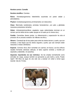 19
Nombre común: Camello
Nombre científico: Camelus
Reino: Animalia(organismos heterótrofos eucariotas sin pared celular y
pluricelulares).
Phylum: Cordados(organismos primitivamente con notocordio)
Clase: Mammalia (vertebrados amniotas homeotermos ,con pelo y glándulas
mamarias productoras de leche)
Orden: Artiodactyla(mamíferos ungulados cuyas extremidades terminan en un
número par de dedos de los cuales apoyan en el suelo por lo menos dos;).
Familia: Camelidae (tienen joroba. La diferenciación y especiación ha sido el
producto de un proceso evolutivo de millones de años.).
Género: Camelus(l eje de las patas pasa entre los dedos tercero y cuarto, que son
similares y más largos que los dedos segundo y quinto, que casi siempre están
reducidos o incluso atrofiados).
Especie: Camelus ferus (Son rumiantes sin cuernos, sin hocico, con los orificios
nasales formando aberturas oblicuas, el labio superior dividido y movible por
separado y extensible, sin pezuñas).
Aspectos importantes de ese individuo: Se les emplea normalmente como
animales de carga, aunque también se aprovecha su piel, leche y carne. Puede
ingerir 180 litros de agua de una sola vez y avanzar sin volver a tomar agua
durante más de 10 días.
 