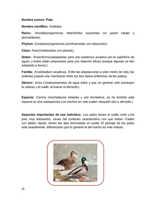 20
Nombre común: Pato
Nombre científico: Anatidae
Reino: Animalia(organismos heterótrofos eucariotas sin pared celular y
pluricelulares).
Phylum: Cordados(organismos primitivamente con notocordio)
Clase: Aves(Vertebrados con plumas).
Orden: Anseriformes(adaptadas para una existencia acuática (en la superficie de
agua), y todas están preparadas para una natación eficaz (aunque algunas se han
adaptado a tierra).).
Familia: Anatidae(son acuáticas. Entre las adaptaciones a este medio de vida, las
anátidas poseen una membrana entre los tres dedos anteriores de las patas).
Género: Anas Linnaeus(serretas de agua dulce y que, en general, sólo sumergen
la cabeza y el cuello al buscar el alimento).
Especie: Cairina moschata(una silvestre y una doméstica, se ha dividido esta
especie en dos subespecies Los machos en celo suelen despedir olor a almizcle.).
Aspectos importantes de ese individuo: Los patos tienen el cuello corto y los
pies muy retrasados, causa del contoneo característico con que andan. Vuelan
con aleteo rápido, tienen las alas terminadas en punta. El plumaje de los patos
está sexualmente diferenciado (por lo general el del macho es más vistoso.
 