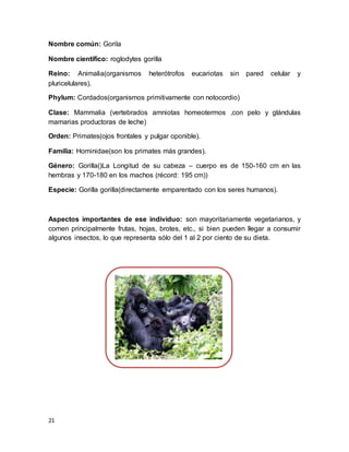 21
Nombre común: Gorila
Nombre científico: roglodytes gorilla
Reino: Animalia(organismos heterótrofos eucariotas sin pared celular y
pluricelulares).
Phylum: Cordados(organismos primitivamente con notocordio)
Clase: Mammalia (vertebrados amniotas homeotermos ,con pelo y glándulas
mamarias productoras de leche)
Orden: Primates(ojos frontales y pulgar oponible).
Familia: Hominidae(son los primates más grandes).
Género: Gorilla()La Longitud de su cabeza – cuerpo es de 150-160 cm en las
hembras y 170-180 en los machos (récord: 195 cm))
Especie: Gorilla gorilla(directamente emparentado con los seres humanos).
Aspectos importantes de ese individuo: son mayoritariamente vegetarianos, y
comen principalmente frutas, hojas, brotes, etc., si bien pueden llegar a consumir
algunos insectos, lo que representa sólo del 1 al 2 por ciento de su dieta.
 