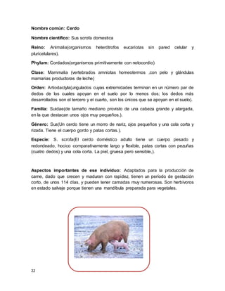 22
Nombre común: Cerdo
Nombre científico: Sus scrofa domestica
Reino: Animalia(organismos heterótrofos eucariotas sin pared celular y
pluricelulares).
Phylum: Cordados(organismos primitivamente con notocordio)
Clase: Mammalia (vertebrados amniotas homeotermos ,con pelo y glándulas
mamarias productoras de leche)
Orden: Artiodactyla(ungulados cuyas extremidades terminan en un número par de
dedos de los cuales apoyan en el suelo por lo menos dos; los dedos más
desarrollados son el tercero y el cuarto, son los únicos que se apoyan en el suelo).
Familia: Suidae(de tamaño mediano provisto de una cabeza grande y alargada,
en la que destacan unos ojos muy pequeños.).
Género: Sus(Un cerdo tiene un morro de nariz, ojos pequeños y una cola corta y
rizada. Tiene el cuerpo gordo y patas cortas.).
Especie: S. scrofa(El cerdo doméstico adulto tiene un cuerpo pesado y
redondeado, hocico comparativamente largo y flexible, patas cortas con pezuñas
(cuatro dedos) y una cola corta. La piel, gruesa pero sensible,).
Aspectos importantes de ese individuo: Adaptados para la producción de
carne, dado que crecen y maduran con rapidez, tienen un período de gestación
corto, de unos 114 días, y pueden tener camadas muy numerosas. Son herbívoros
en estado salvaje porque tienen una mandíbula preparada para vegetales.
 