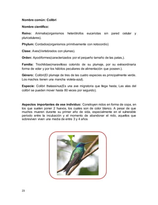 23
Nombre común: Colibrí
Nombre científico:
Reino: Animalia(organismos heterótrofos eucariotas sin pared celular y
pluricelulares).
Phylum: Cordados(organismos primitivamente con notocordio)
Clase: Aves(Vertebrados con plumas).
Orden: Apodiformes(caracterizados por el pequeño tamaño de las patas,).
Familia: Trochilidae(maravilloso colorido de su plumaje, por su extraordinaria
forma de volar y por los hábitos peculiares de alimentación que poseen.).
Género: Colibri(El plumaje de tres de las cuatro especies es principalmente verde.
Los machos tienen una mancha violeta-azul).
Especie: Colibri thalassinus(Es una ave migratoria que llega hasta, Las alas del
colibrí se pueden mover hasta 80 veces por segundo).
Aspectos importantes de ese individuo: Construyen nidos en forma de copa, en
los que suelen poner 2 huevos, los cuales son de color blanco. A pesar de que
muchos mueren durante su primer año de vida, especialmente en el vulnerable
periodo entre la incubación y el momento de abandonar el nido, aquellos que
sobreviven viven una media de entre 3 y 4 años
 