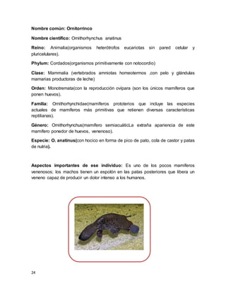 24
Nombre común: Ornitorrinco
Nombre científico: Ornithorhynchus anatinus
Reino: Animalia(organismos heterótrofos eucariotas sin pared celular y
pluricelulares).
Phylum: Cordados(organismos primitivamente con notocordio)
Clase: Mammalia (vertebrados amniotas homeotermos ,con pelo y glándulas
mamarias productoras de leche)
Orden: Monotremata(con la reproducción ovípara (son los únicos mamíferos que
ponen huevos).
Familia: Ornithorhynchidae(mamíferos prototerios que incluye las especies
actuales de mamíferos más primitivas que retienen diversas características
reptilianas).
Género: Ornithorhynchus(mamífero semiacuáticLa extraña apariencia de este
mamífero ponedor de huevos, venenoso).
Especie: O. anatinus(con hocico en forma de pico de pato, cola de castor y patas
de nutria).
Aspectos importantes de ese individuo: Es uno de los pocos mamíferos
venenosos; los machos tienen un espolón en las patas posteriores que libera un
veneno capaz de producir un dolor intenso a los humanos.
 