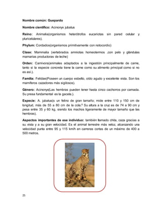25
Nombre común: Guepardo
Nombre científico: Acinonyx jubatus
Reino: Animalia(organismos heterótrofos eucariotas sin pared celular y
pluricelulares).
Phylum: Cordados(organismos primitivamente con notocordio)
Clase: Mammalia (vertebrados amniotas homeotermos ,con pelo y glándulas
mamarias productoras de leche)
Orden: Carnivora(animales adaptados a la ingestión principalmente de carne,
tanto si la especie concreta tiene la carne como su alimento principal como si no
es así.).
Familia: Felidae(Poseen un cuerpo esbelto, oído agudo y excelente vista. Son los
mamíferos cazadores más sigilosos).
Género: Acinonyx(Las hembras pueden tener hasta cinco cachorros por camada.
Su presa fundamental es la gacela.).
Especie: A. jubatus(s un felino de gran tamaño; mide entre 110 y 150 cm de
longitud, más de 55 a 80 cm de la cola.6 Su altura a la cruz es de 74 a 90 cm y
pesa entre 35 y 60 kg, siendo los machos ligeramente de mayor tamaño que las
hembras).
Aspectos importantes de ese individuo: también llamado chita, caza gracias a
su vista y a su gran velocidad. Es el animal terrestre más veloz, alcanzando una
velocidad punta entre 95 y 115 km/h en carreras cortas de un máximo de 400 a
500 metros.
 