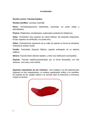 6
Invertebrados
Nombre común: Fasciola hepática
Nombre científico: Lymnaea columella
Reino: Animalia(organismos heterótrofos, eucariotas, sin pared celular y
pluricelulares).
Phylum: Platelmintos (invertebrados acelomados protóstomos triblásticos)
Clase: Trematodos (Son gusanos de cuerpo foliáceo. No presentan Segmentos,
El tubo digestivo es ramificado y no posee ano)
Orden: Echinostomida (presencia de un collar de espinas en forma de herradura,
rodeando la ventosa bucal).
Familia: Fasciolidae (Aspecto foliáceo, aspecto prolongado de su extremo
cefálico)
Género: Fasciola (Gran dístoma hepático y tiene una distribución cosmopolita).
Especie: Fasciola hepática(caracterizado por su forma lanceolada, con dos
ventosas, una bucal y otra ventral).
Aspectos importantes de ese individuo: ciclo biológico con dos generaciones
(digeneo) en dos hospedadores, un molusco gasterópodo anfibio y un mamífero.
Es parásito de los canales biliares y la vesícula biliar de herbívoros y omnívoros,
incluido el hombre.
 