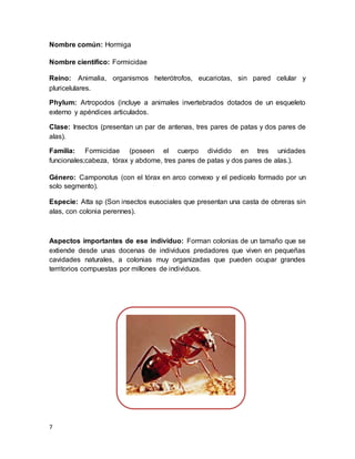 7
Nombre común: Hormiga
Nombre científico: Formicidae
Reino: Animalia, organismos heterótrofos, eucariotas, sin pared celular y
pluricelulares.
Phylum: Artropodos (incluye a animales invertebrados dotados de un esqueleto
externo y apéndices articulados.
Clase: Insectos (presentan un par de antenas, tres pares de patas y dos pares de
alas).
Familia: Formicidae (poseen el cuerpo dividido en tres unidades
funcionales;cabeza, tórax y abdome, tres pares de patas y dos pares de alas.).
Género: Camponotus (con el tórax en arco convexo y el pedicelo formado por un
solo segmento).
Especie: Atta sp (Son insectos eusociales que presentan una casta de obreras sin
alas, con colonia perennes).
Aspectos importantes de ese individuo: Forman colonias de un tamaño que se
extiende desde unas docenas de individuos predadores que viven en pequeñas
cavidades naturales, a colonias muy organizadas que pueden ocupar grandes
territorios compuestas por millones de individuos.
 