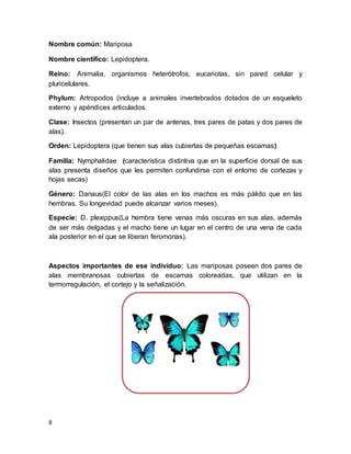 8
Nombre común: Mariposa
Nombre científico: Lepidoptera.
Reino: Animalia, organismos heterótrofos, eucariotas, sin pared celular y
pluricelulares.
Phylum: Artropodos (incluye a animales invertebrados dotados de un esqueleto
externo y apéndices articulados.
Clase: Insectos (presentan un par de antenas, tres pares de patas y dos pares de
alas).
Orden: Lepidoptera (que tienen sus alas cubiertas de pequeñas escamas)
Familia: Nymphalidae (característica distintiva que en la superficie dorsal de sus
alas presenta diseños que les permiten confundirse con el entorno de cortezas y
hojas secas)
Género: Danaus(El color de las alas en los machos es más pálido que en las
hembras. Su longevidad puede alcanzar varios meses).
Especie: D. plexippus(La hembra tiene venas más oscuras en sus alas, además
de ser más delgadas y el macho tiene un lugar en el centro de una vena de cada
ala posterior en el que se liberan feromonas).
Aspectos importantes de ese individuo: Las mariposas poseen dos pares de
alas membranosas cubiertas de escamas coloreadas, que utilizan en la
termorregulación, el cortejo y la señalización.
 