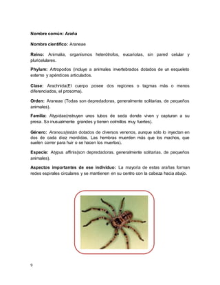 9
Nombre común: Araña
Nombre científico: Araneae
Reino: Animalia, organismos heterótrofos, eucariotas, sin pared celular y
pluricelulares.
Phylum: Artropodos (incluye a animales invertebrados dotados de un esqueleto
externo y apéndices articulados.
Clase: Arachnida(El cuerpo posee dos regiones o tagmas más o menos
diferenciados, el prosoma).
Orden: Araneae (Todas son depredadoras, generalmente solitarias, de pequeños
animales).
Familia: Atypidae(nstruyen unos tubos de seda donde viven y capturan a su
presa. So inusualmente grandes y tienen colmillos muy fuertes).
Género: Araneus(están dotados de diversos venenos, aunque sólo lo inyectan en
dos de cada diez mordidas. Las hembras muerden más que los machos, que
suelen correr para huir o se hacen los muertos).
Especie: Atypus affinis(son depredadoras, generalmente solitarias, de pequeños
animales).
Aspectos importantes de ese individuo: La mayoría de estas arañas forman
redes espirales circulares y se mantienen en su centro con la cabeza hacia abajo.
 