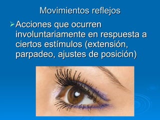 Movimientos reflejos Acciones que ocurren involuntariamente en respuesta a ciertos estímulos (extensión, parpadeo, ajustes de posición) 