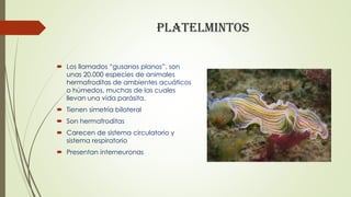 Platelmintos
 Los llamados “gusanos planos”, son
unas 20.000 especies de animales
hermafroditas de ambientes acuáticos
o ...
