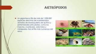 Artrópodos
 Un gigantesco filo de más de 1.200.000
especies descritas de invertebrados
dotados de exoesqueleto de quitina...