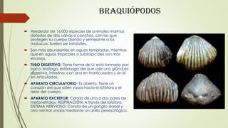 Braquiópodos
 Alrededor de 16.000 especies de animales marinos
dotados de dos valvas o conchas, con las que
protegen su c...