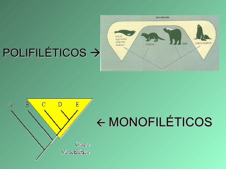 Teoría Monofilética: Descubre su Significado y Aplicaciones_teorias Teoria monofiletica_teorias