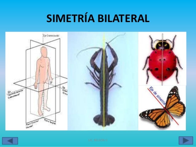Taxonomía y características de los seres vivos