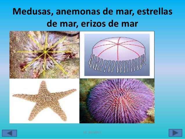 Taxonomía y características de los seres vivos