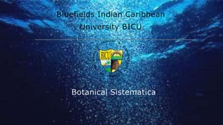 Bluefields Indian Caribbean
University BICU
Botanical Sistematica
 