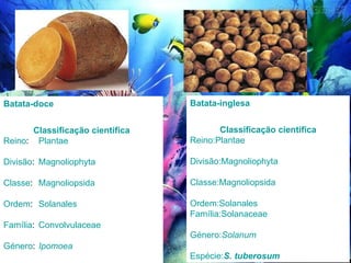 Batata-doce Classificação científica Reino : Plantae Divisão : Magnoliophyta Classe : Magnoliopsida Ordem : Solanales Família : Convolvulaceae Género : Ipomoea Batata-inglesa Classificação científica Reino : Plantae Divisão : Magnoliophyta Classe : Magnoliopsida Ordem : Solanales Família : Solanaceae Género : Solanum Espécie : S. tuberosum 