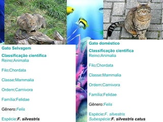 Gato Selvagem Classificação científica Reino : Animalia Filo : Chordata Classe : Mammalia Ordem : Carnivora Família : Felidae Gênero: Felis Espécie : F. silvestris Gato doméstico Classificação científica Reino : Animalia Filo : Chordata Classe : Mammalia Ordem : Carnivora Família : Felidae Gênero: Felis Espécie : F.  silvestris Subespécie : F. silvestris catus 