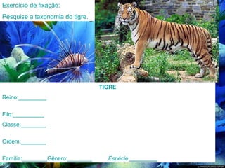 Exercício de fixação: Pesquise a taxonomia do tigre. TIGRE Reino :_________ Filo :__________ Classe :________ Ordem :________ Família :________ Gênero: ________  Espécie : _________ 