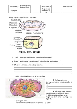 Autotróficos ou
 Alimentação                                       Heterotróficos                  Heterotróficos
                Heterotróficos
                                                   Cogumelo e
  Exemplos                                         Fermento do
                                                       Pão


Observe os esquemas abaixo e responda:




   5. Qual é a célula que possui núcleo separado do citoplasma ?
      __________________________________________________________
   6. Qual é a célula onde o material genético está misturado ao citoplasma ?
      ______________________________________________________________
   7. Diferencie a célula eucarionte da procarionte.
      _________________________________________________________________________
      _________________________________________________________________________
      _________________________________________________________________________
      _________________________________________________________________________

      Observe o esquema abaixo e faça o que se pede:

                                                                    8. Coloque os nomes
                                                          correspondentes nas partes indicadas da
                                                          célula:
                                                          (1) ______________________________
                                                          (2) ______________________________
                                                          (3) ______________________________
                                                                    9. Corresponda os números
                                                          do esquema com as funções abaixo:
                                                          ( ) Tem a função de fazer várias
                                                          funções da célula como a respiração e a
                                                          digestão.
      (   ) Protege a célula.
      (   ) Tem todas as características do indivíduo e da célula.
 