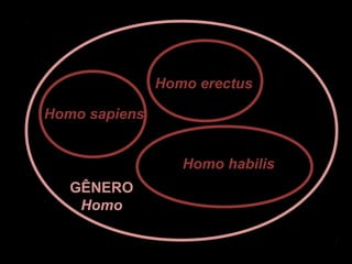 Homo erectus

Homo sapiens


                  Homo habilis
   GÊNERO
    Homo
 